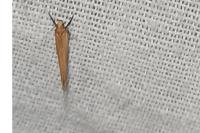 Zelleria hepariella