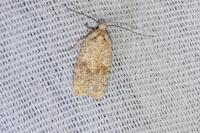 Agonopterix assimilella