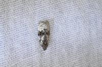 Apotomis turbidana