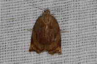 Archips podana