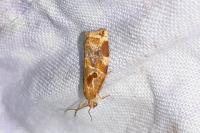 Archips xylosteana