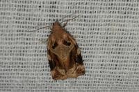 Archips xylosteana