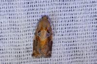 Ditula angustiorana