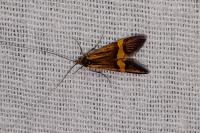 Nemophora degeerella