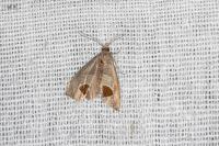 Notocelia uddmanniana