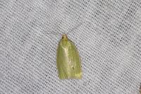 Tortrix viridana