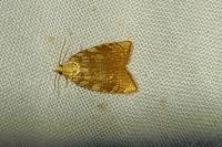 Aleimma loeflingiana