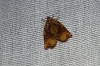 Archips podana