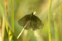 Epichnopterix