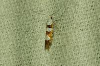 Argyresthia brockeella