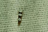 Argyresthia brockeella