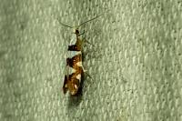 Argyresthia brockeella