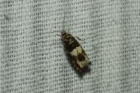 Epinotia demarniana