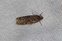 Gelechia muscosella