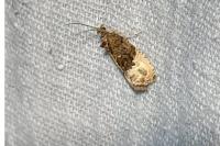Hedya nubiferana