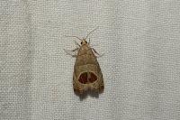 Notocelia uddmanniana