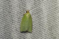 Tortrix viridana