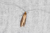 Nematopogon adansoniella