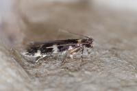 Oegoconia