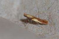 Caloptilia