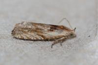 Eucosma