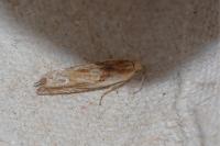 Eucosma