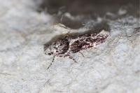 Recurvaria nanella