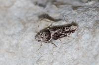 Recurvaria nanella