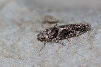 Recurvaria nanella