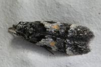 Teleiodes luculella