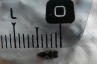 Teleiodes luculella