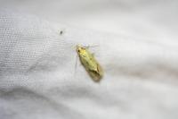 Agapeta hamana