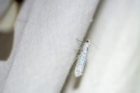 Yponomeuta evonymella