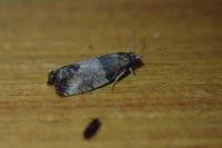 Spilonota ocellana