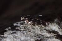 Oxypteryx wilkella