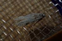Carpatolechia alburnella
