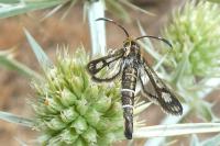 Pyropteron hispanicum