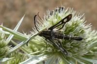 Pyropteron hispanicum