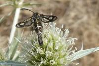 Pyropteron hispanicum