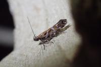 Aristotelia ericinella