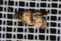 Cochylichroa atricapitana
