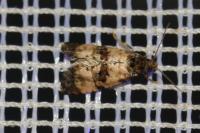 Cochylichroa atricapitana