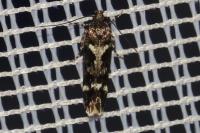 Caryocolum