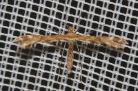 Oxyptilus