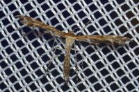 Oxyptilus