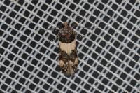 Teleiopsis rosalbella