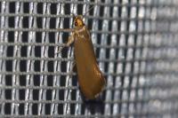 Crassa unitella