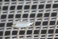 Leucoptera laburnella