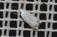 Leucoptera laburnella