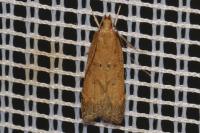 Helcystogramma lutatella